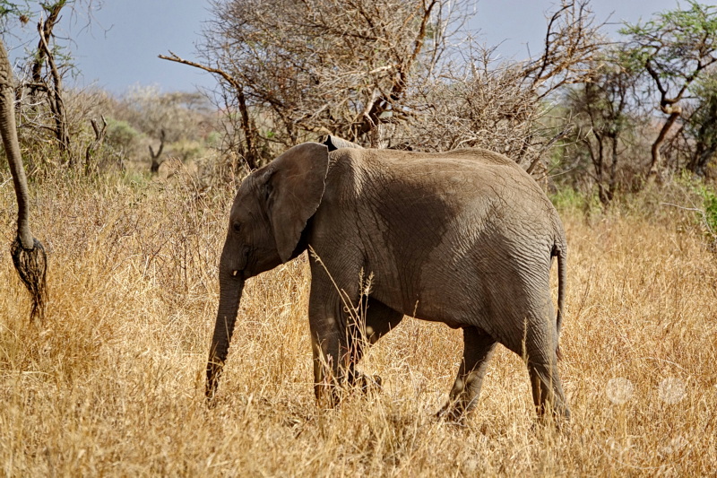 Tansania - Serengeti