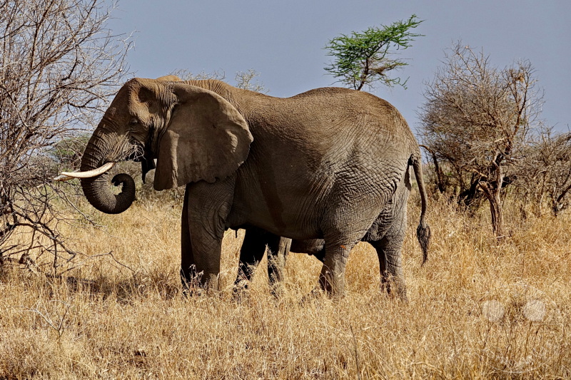 Tansania - Serengeti