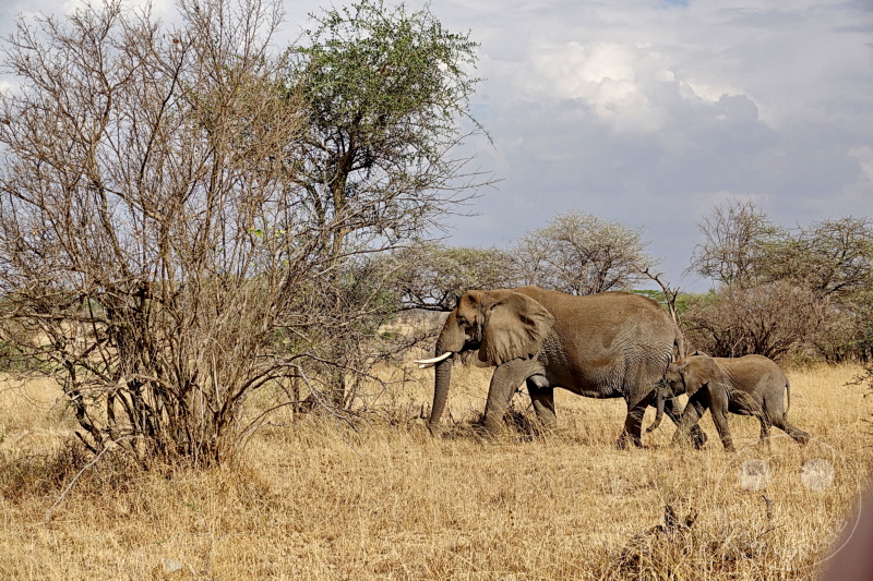 Tansania - Serengeti