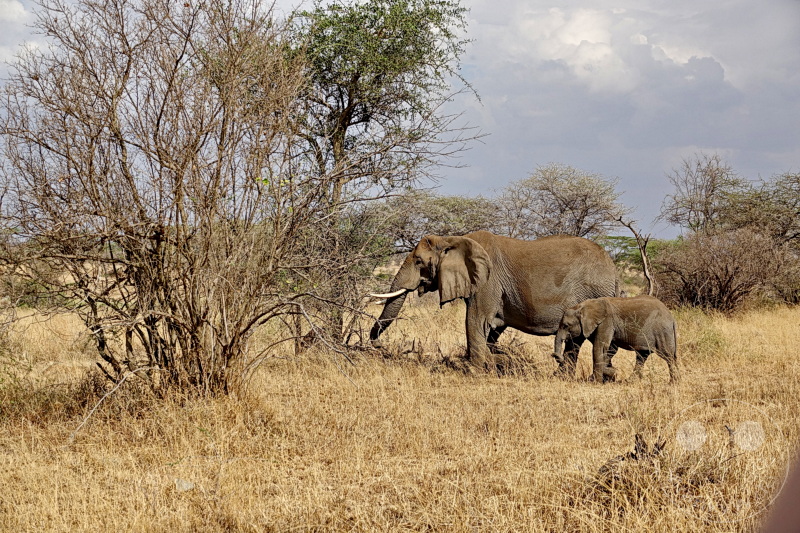 Tansania - Serengeti