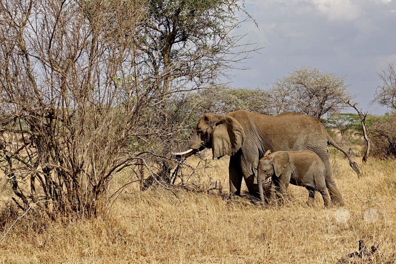 Tansania - Serengeti