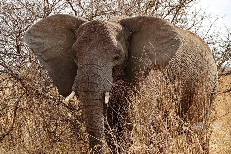 Tansania - Serengeti