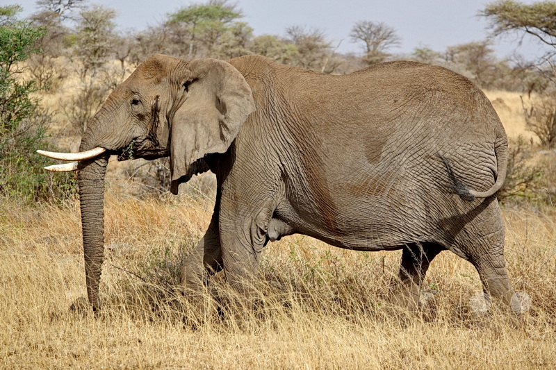 Tansania - Serengeti