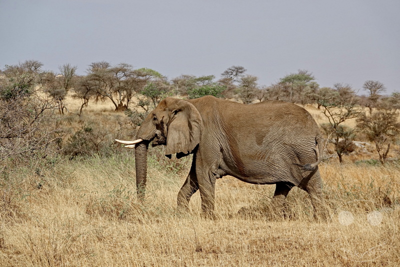 Tansania - Serengeti