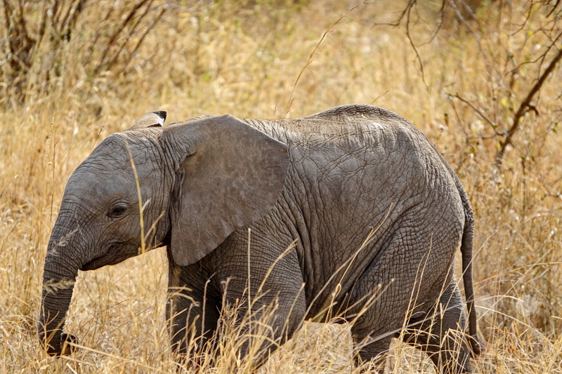 Tansania - Serengeti