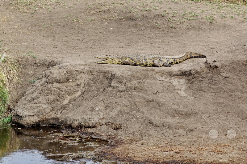 Tansania - Serengeti