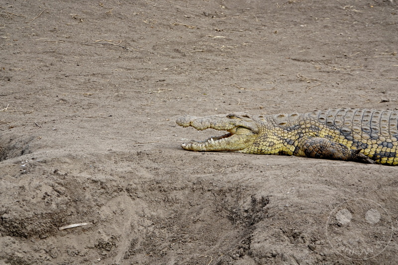 Tansania - Serengeti