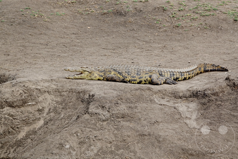 Tansania - Serengeti
