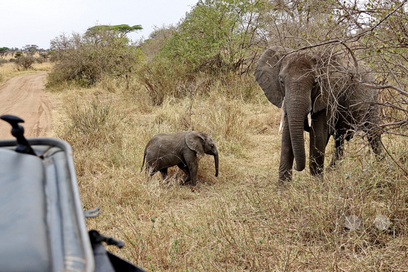 Tansania - Serengeti