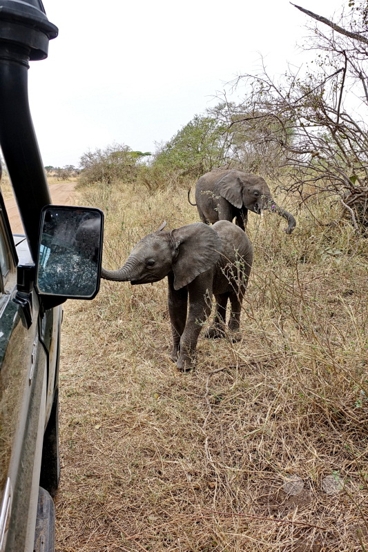 Tansania - Serengeti