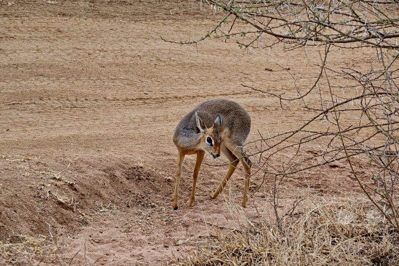 Tansania - Serengeti