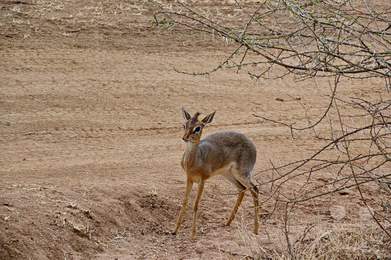 Tansania - Serengeti