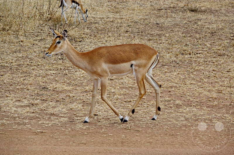 Tansania - Serengeti