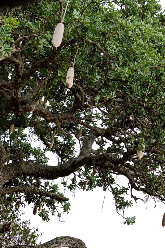 Tansania - Serengeti