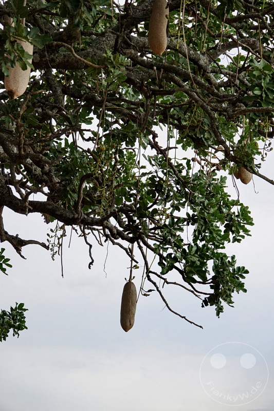 Tansania - Serengeti