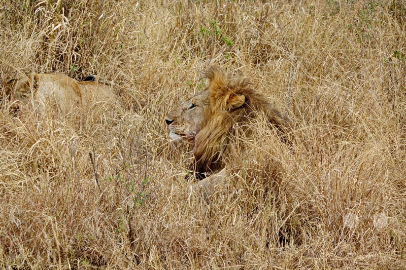 Tansania - Serengeti