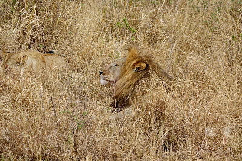 Tansania - Serengeti