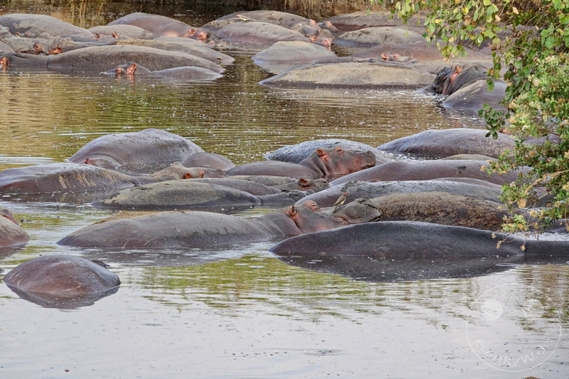 Tansania - Serengeti