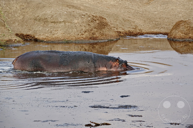 Tansania - Serengeti