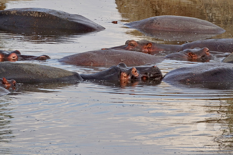 Tansania - Serengeti