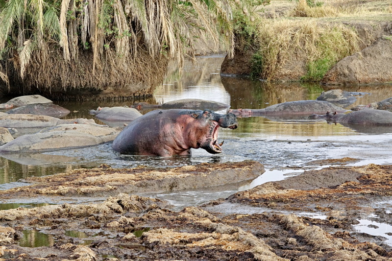 Tansania - Serengeti