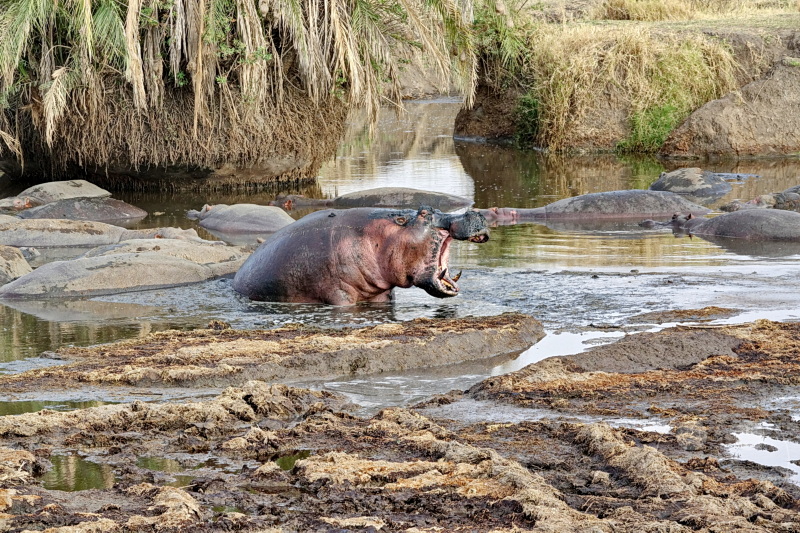 Tansania - Serengeti