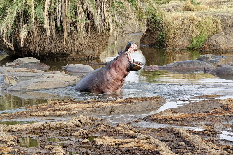 Tansania - Serengeti
