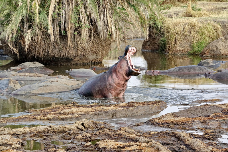 Tansania - Serengeti