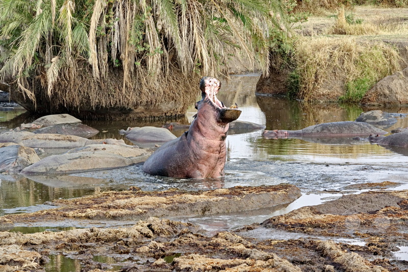 Tansania - Serengeti