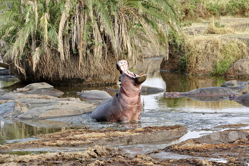 Tansania - Serengeti