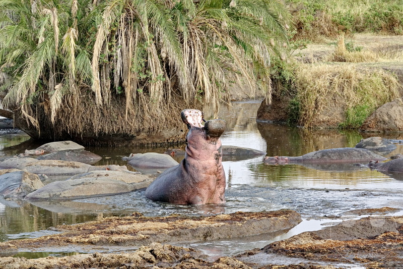 Tansania - Serengeti