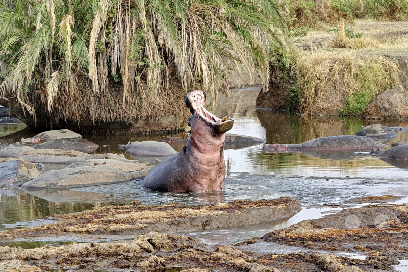 Tansania - Serengeti