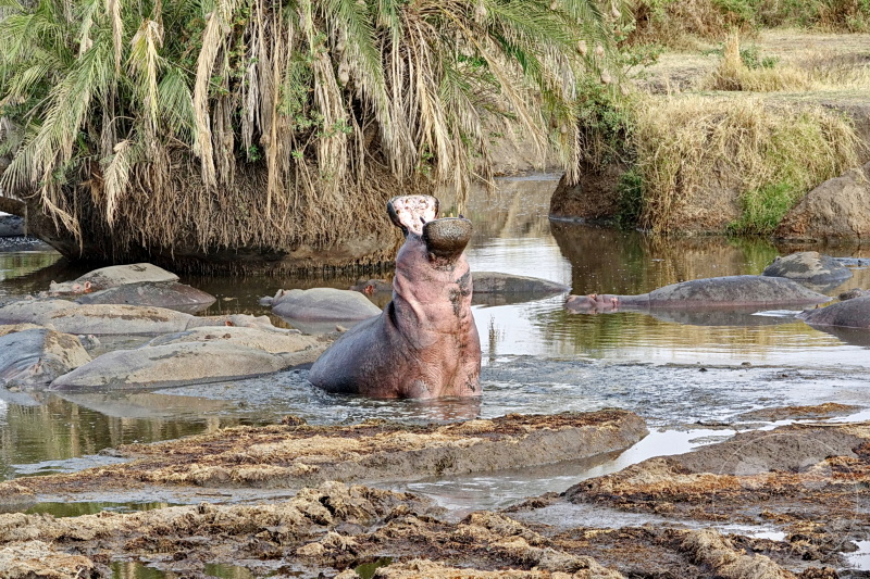 Tansania - Serengeti