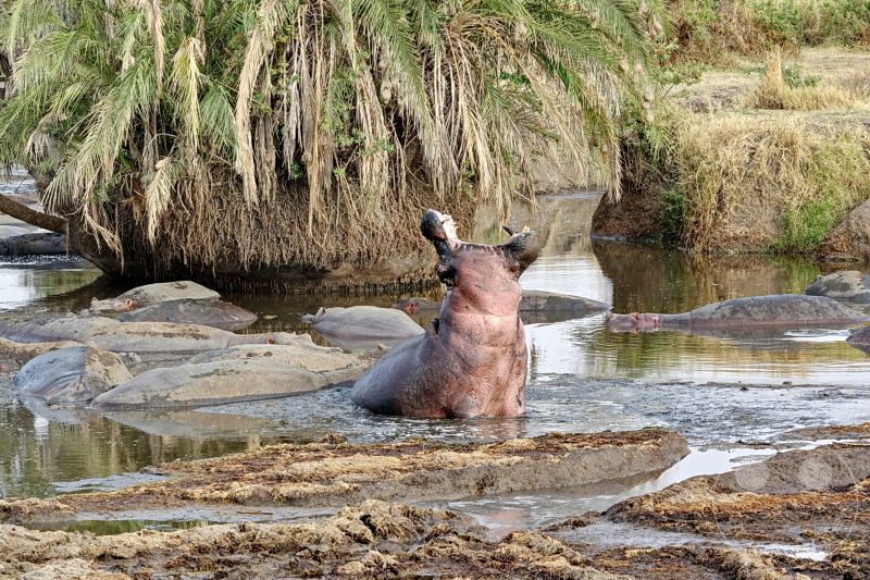 Tansania - Serengeti