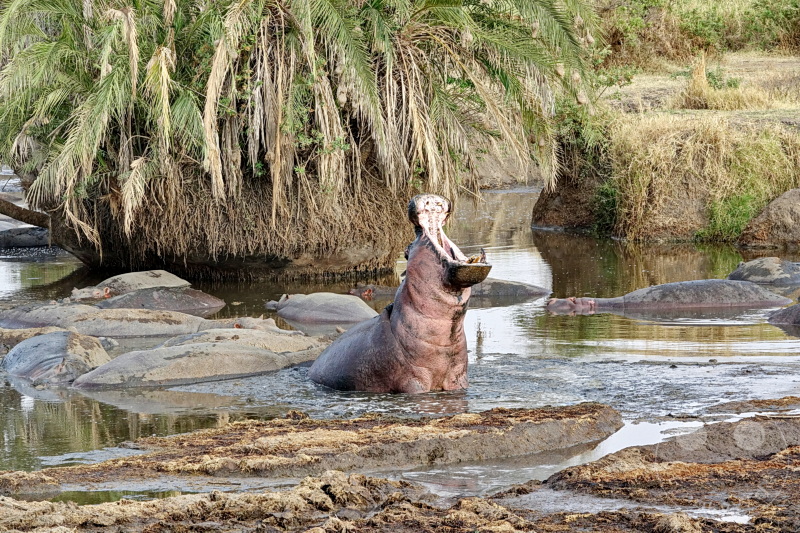 Tansania - Serengeti
