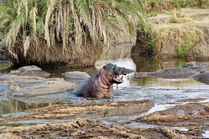 Tansania - Serengeti