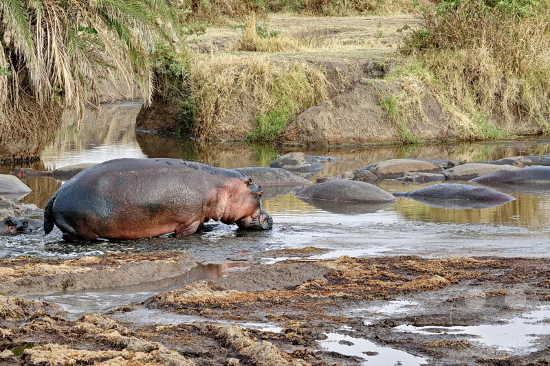 Tansania - Serengeti