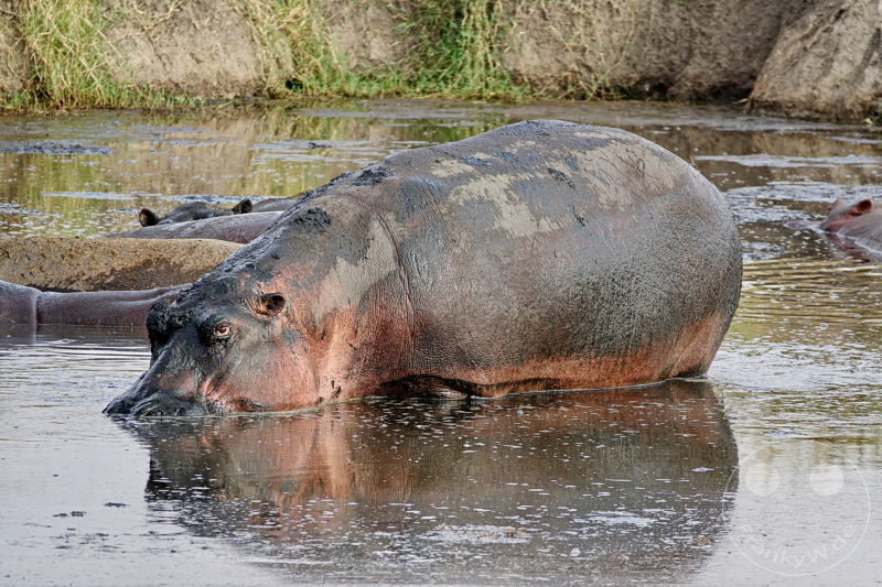 Tansania - Serengeti
