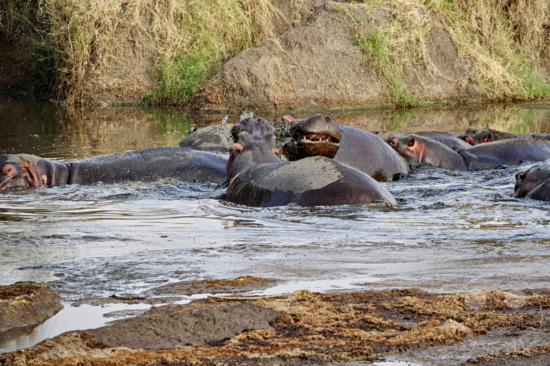 Tansania - Serengeti