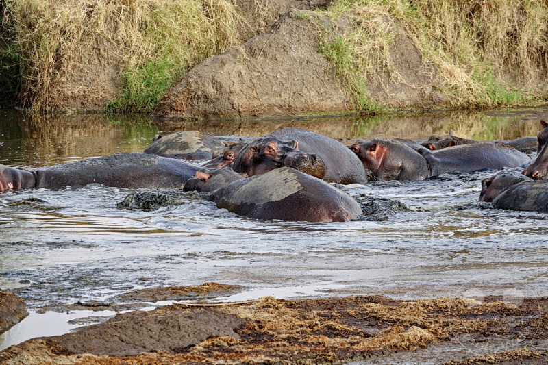 Tansania - Serengeti