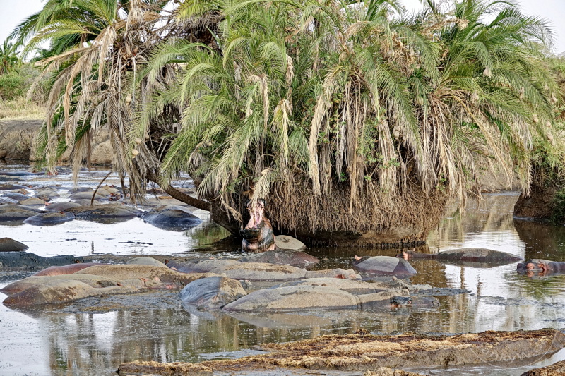 Tansania - Serengeti