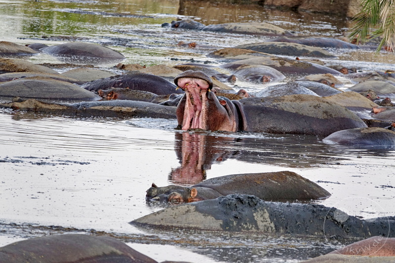 Tansania - Serengeti