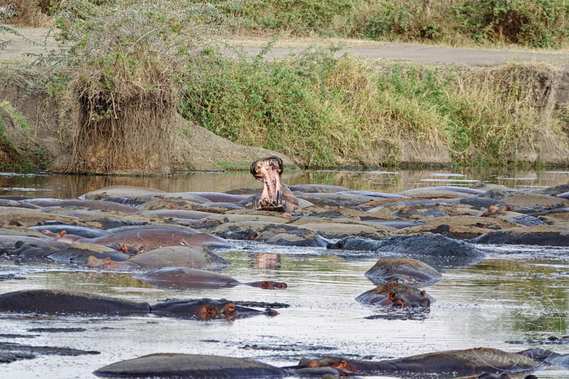 Tansania - Serengeti