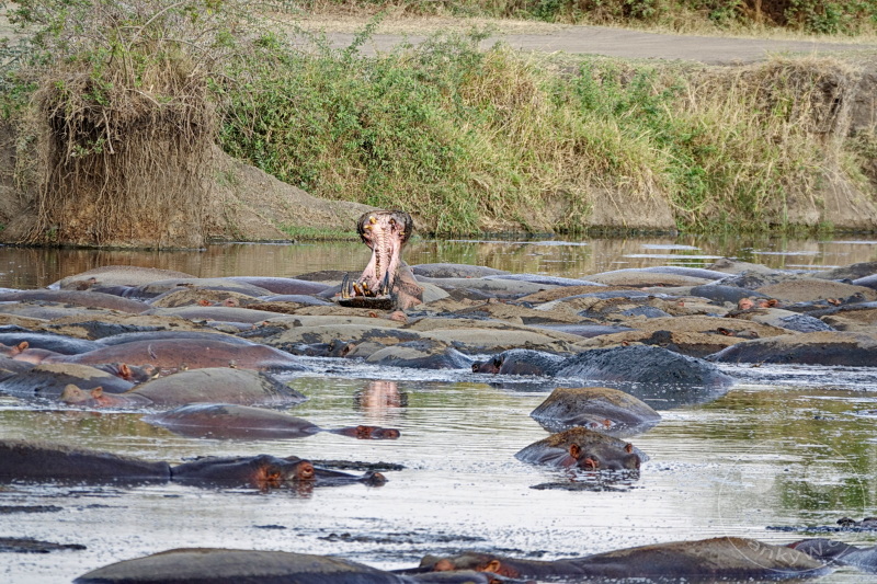 Tansania - Serengeti