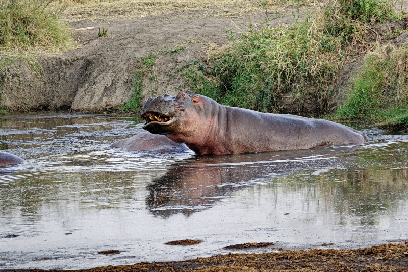 Tansania - Serengeti