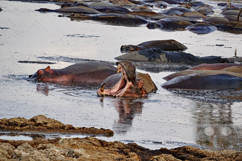 Tansania - Serengeti