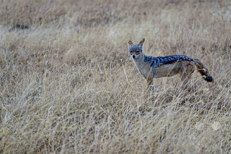 Tansania - Serengeti