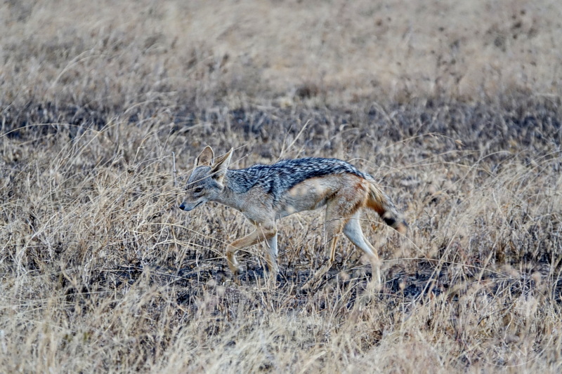 Tansania - Serengeti