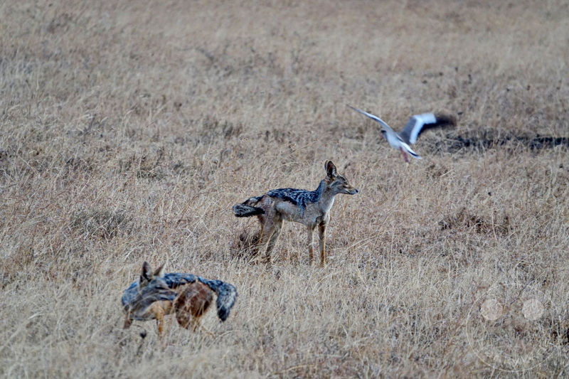 Tansania - Serengeti