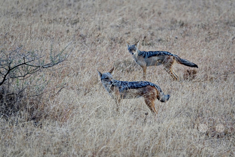 Tansania - Serengeti